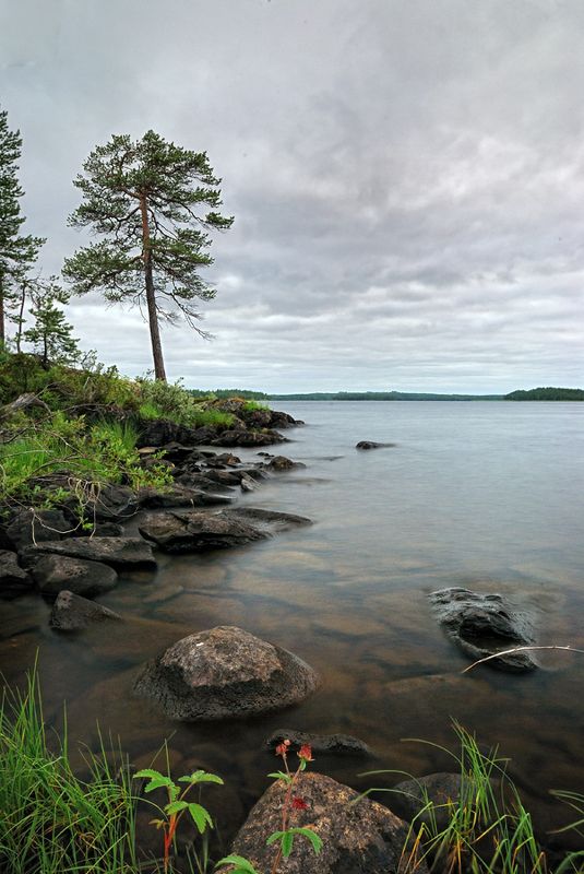 карелия, охта, белые, ночи, сосна, озеро Белые ночи на озере Муезеро фото превью