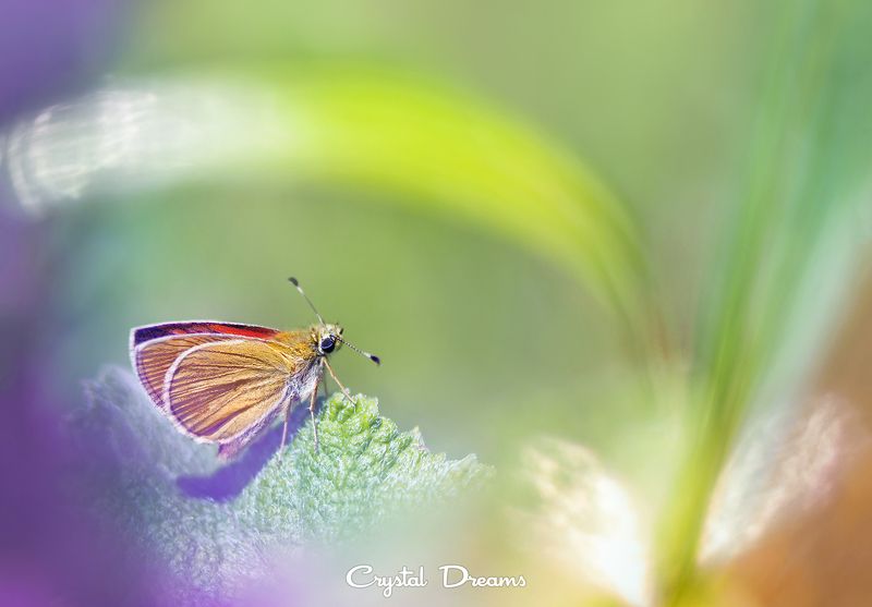 crystal dreams, macro, summer, color, art, nature, butterfly My color world фото превью