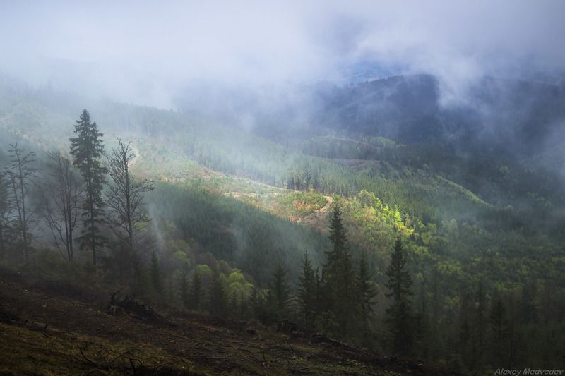 гори,  Карпати, полонина, скеля, сонце,  Карпаты, лес, Горганы Вырубка фото превью