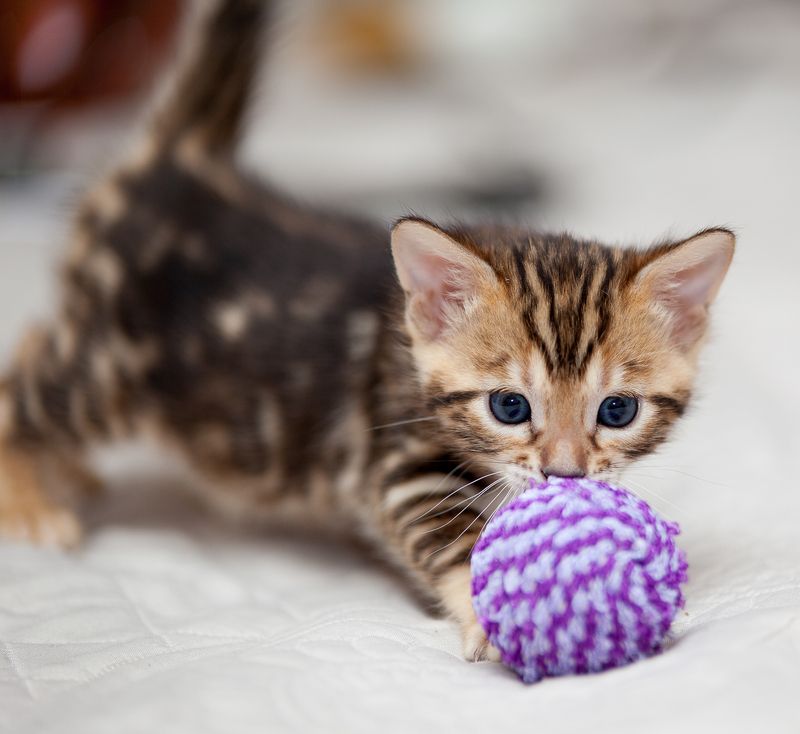 mr.filler *** фото превью