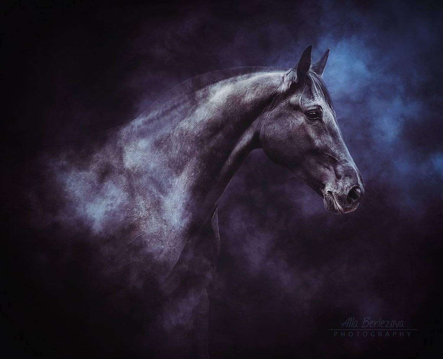 лошадь, лошади, свет, андалуз, horse, horses, light, andalusian, Alla