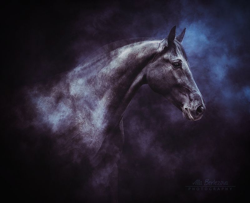 лошадь, лошади, свет, андалуз, horse, horses, light, andalusian *** фото превью