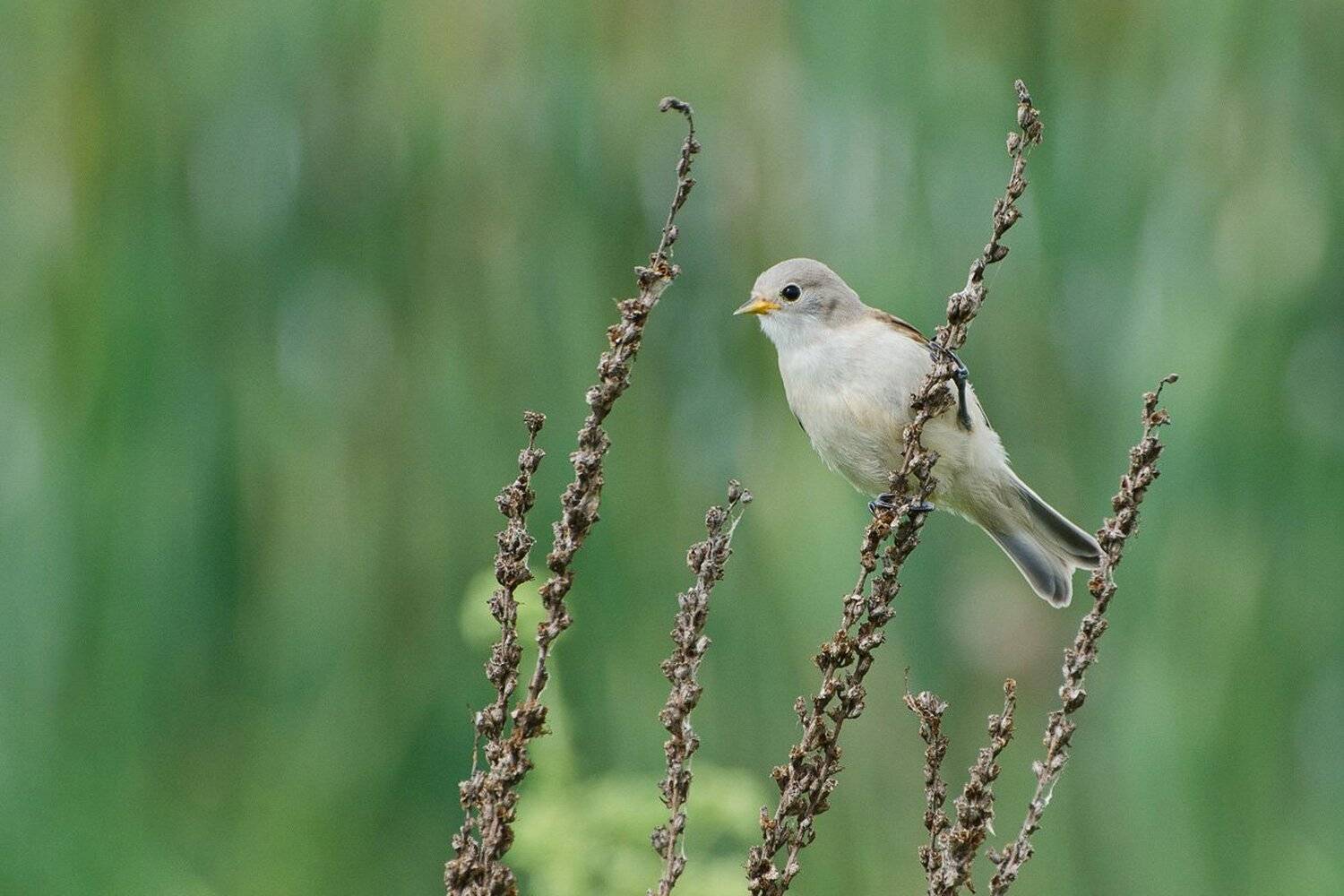 слёток птенец ремезёнок, Михаил Агеев