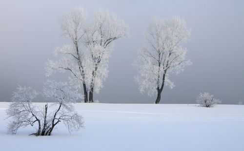 Вновь зима расстелила снега