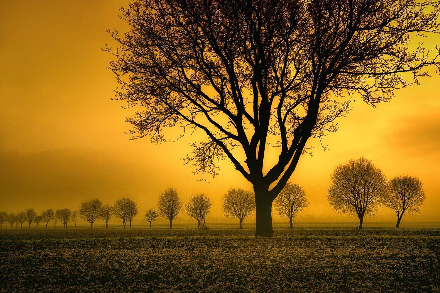 аллея, дерева,путь, дерево, поле, пейзаж, снег, мороз, зима, небо,zanfoar,czech republic,nikon d7000,чехия, Zanfoar