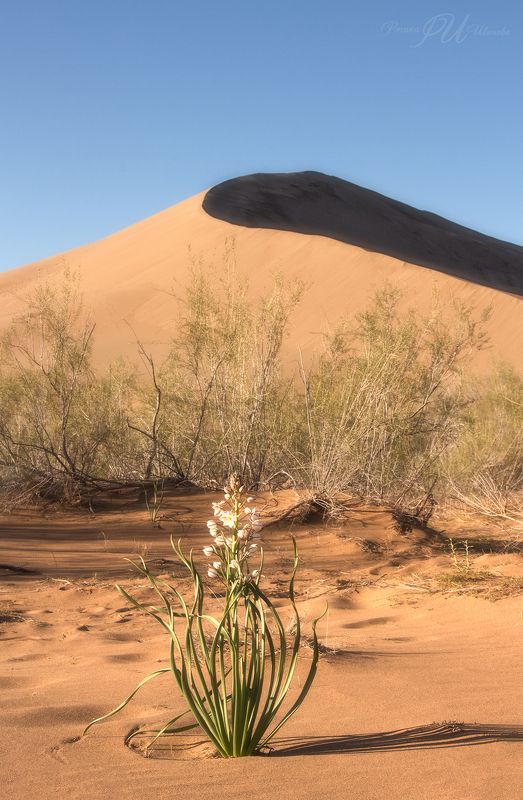 Цветы поющего бархана. Казахстан. фото превью