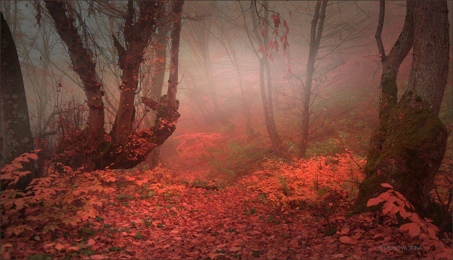 , Шипунова Ирина