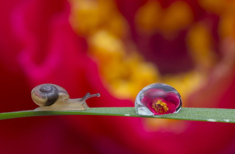 #macro#waterdroplets#colors#snail Snail, water Droplet And Reflection фото превью