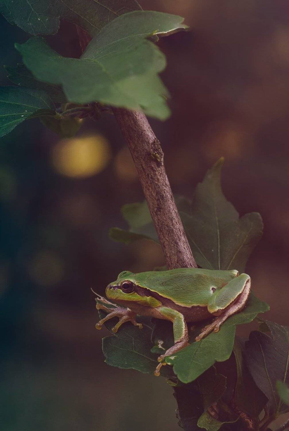 , Кузнецов Дмитрий