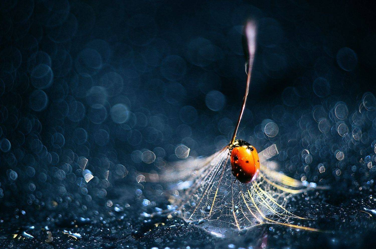 , Лапшина Владлена