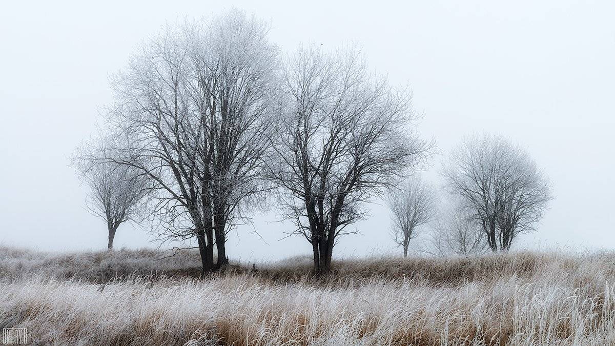 туман, иней, утро, деревья, осень,, Дмитрий Доронин