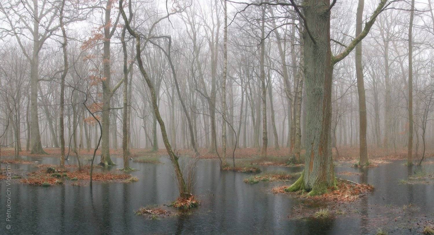 лес, туман, вода, лёд, Владимир Петрукович