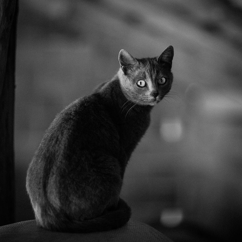 cat  фото превью