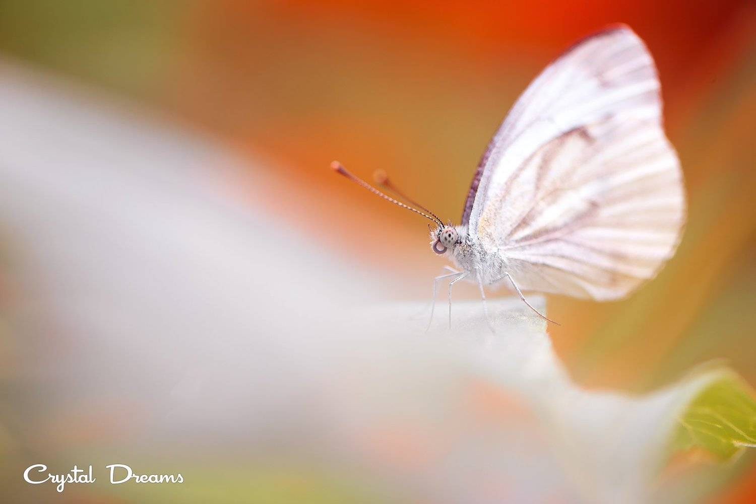 crystal dreams, macro, summer, color, art, nature, butterfly, Татьяна Крылова