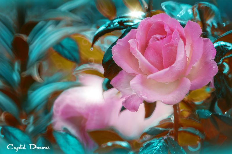 crystal dreams, macro, summer, color, art, nature, In the garden of my mother фото превью