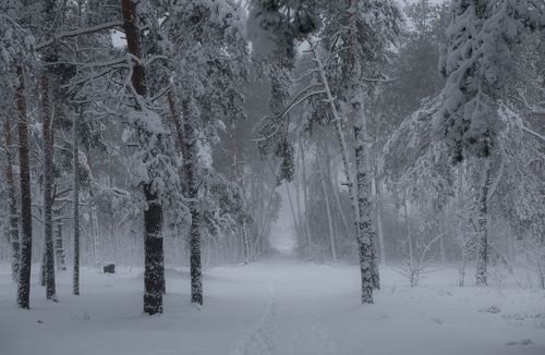 Пришла зима, завьюжила