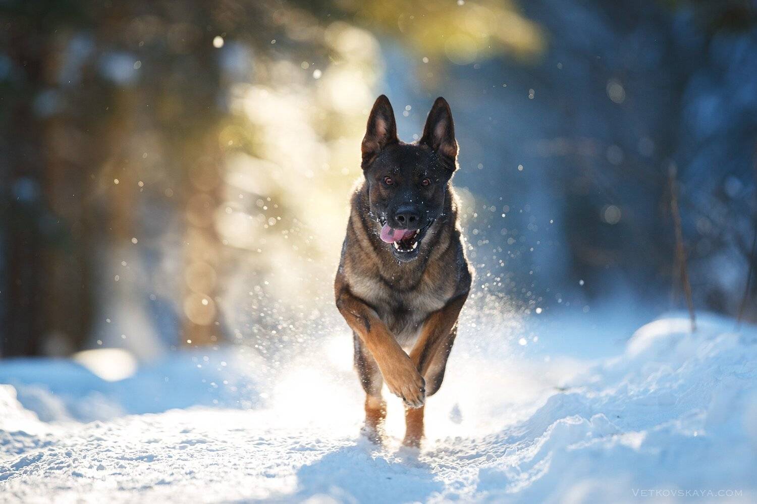 , Анастасия Ветковская