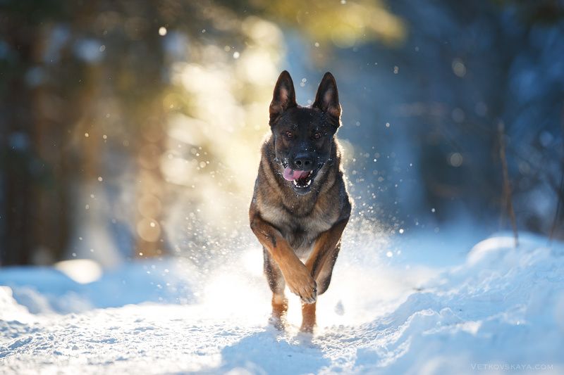 Новый Год к нам мчится! фото превью