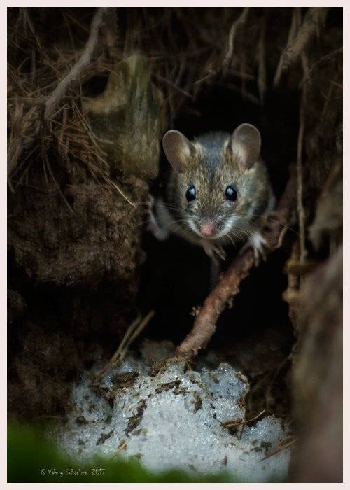 , Валерий Субачев