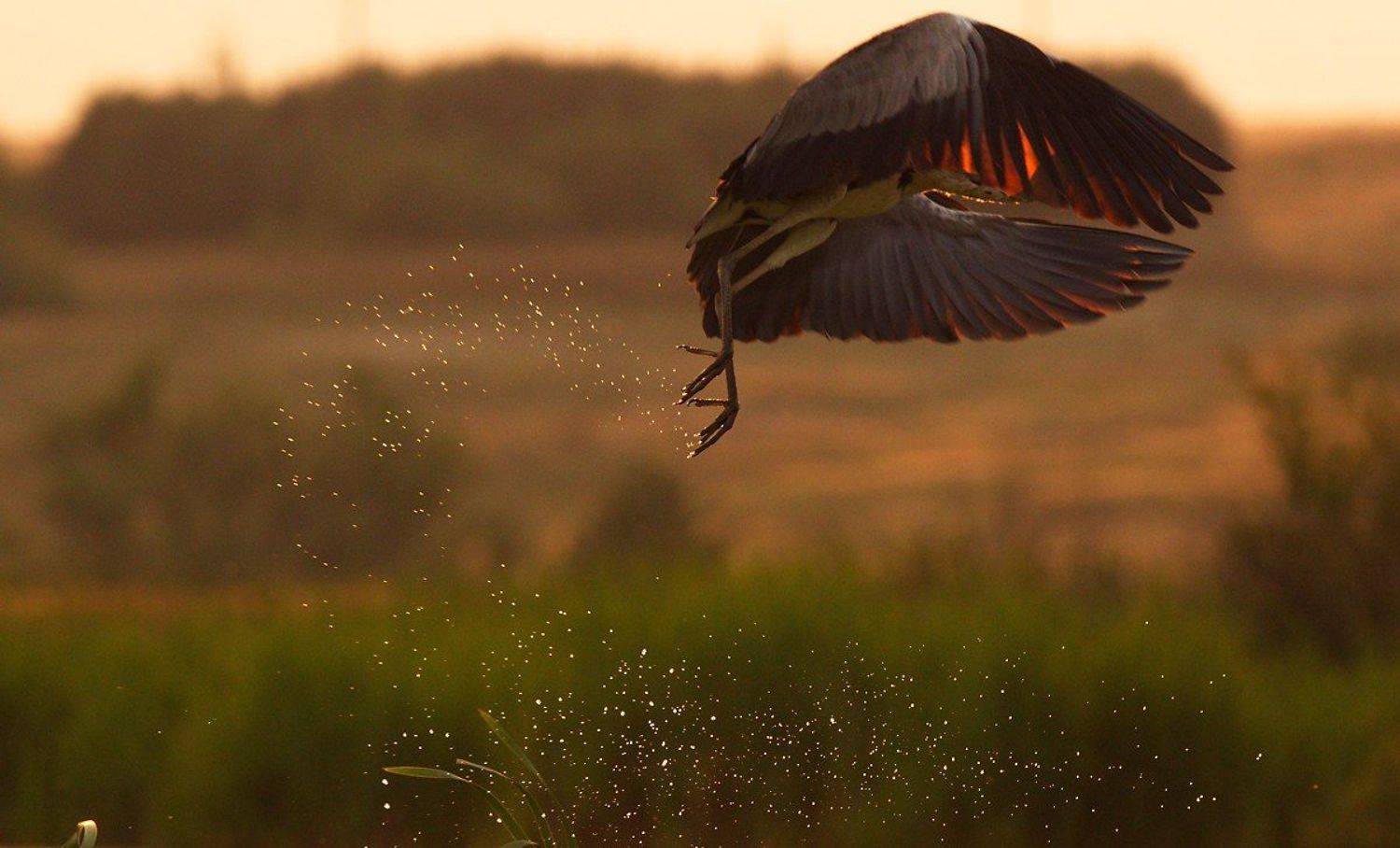 птицы,серая цапля, Каранов Николай