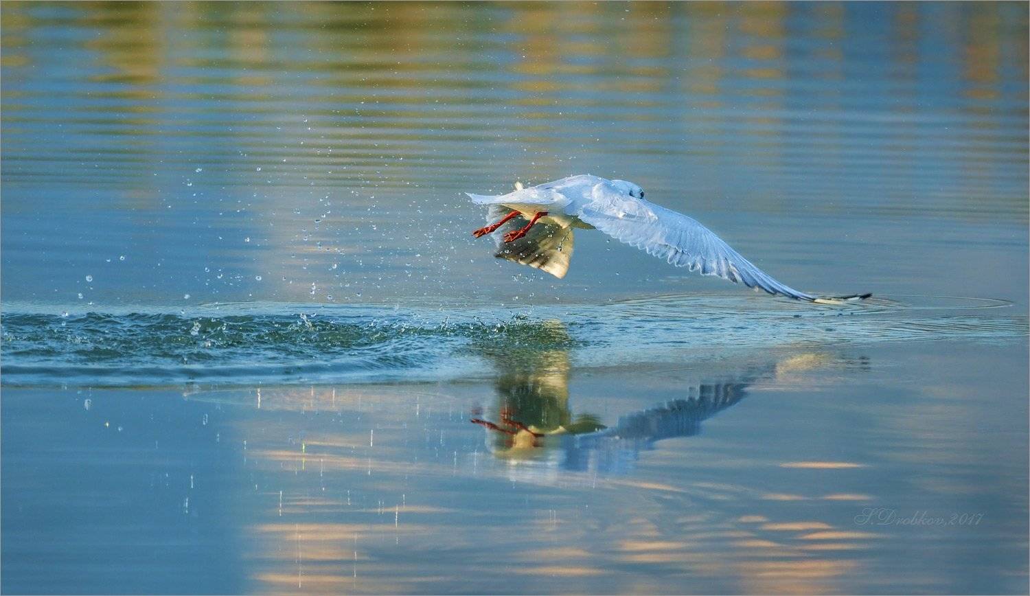 чайка, осень, птицы, Sergey Drobkov