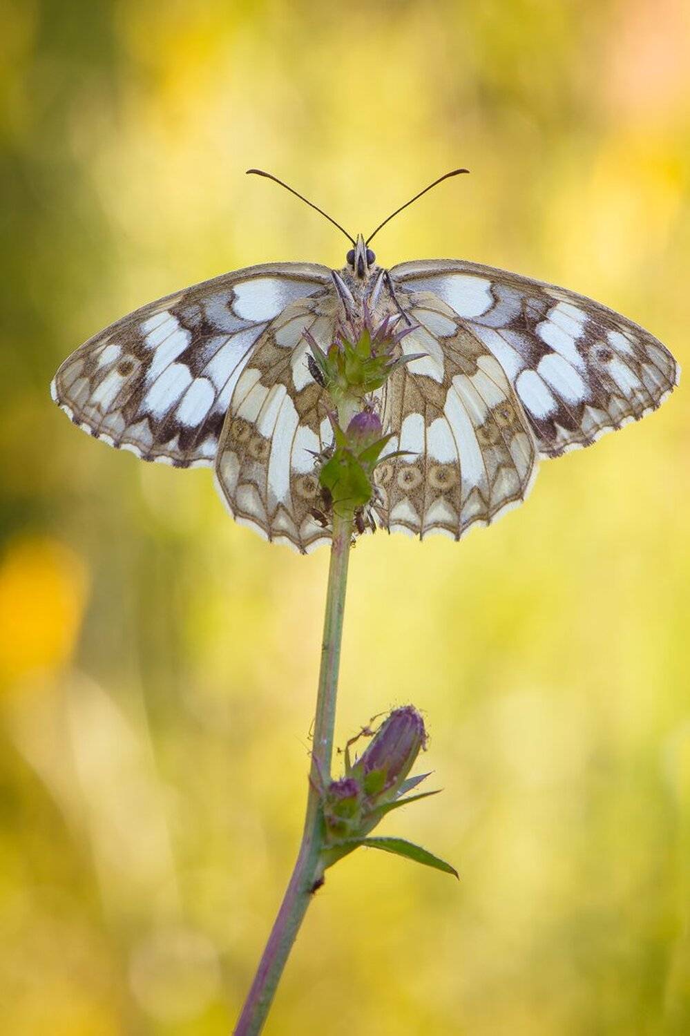 бабочка, Кузнецов Дмитрий