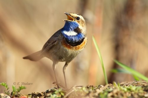 Варакушка - Luscinia svecica
