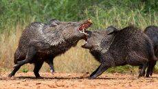 Cхватка! Javelinas Fight for Corn.