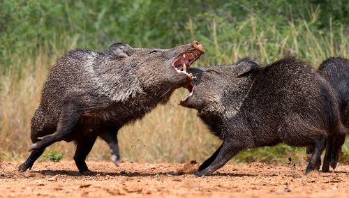 Cхватка! Javelinas Fight for Corn.