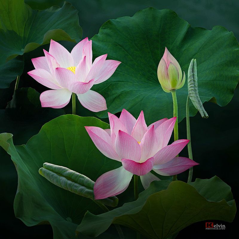 Hoa Sen фото превью