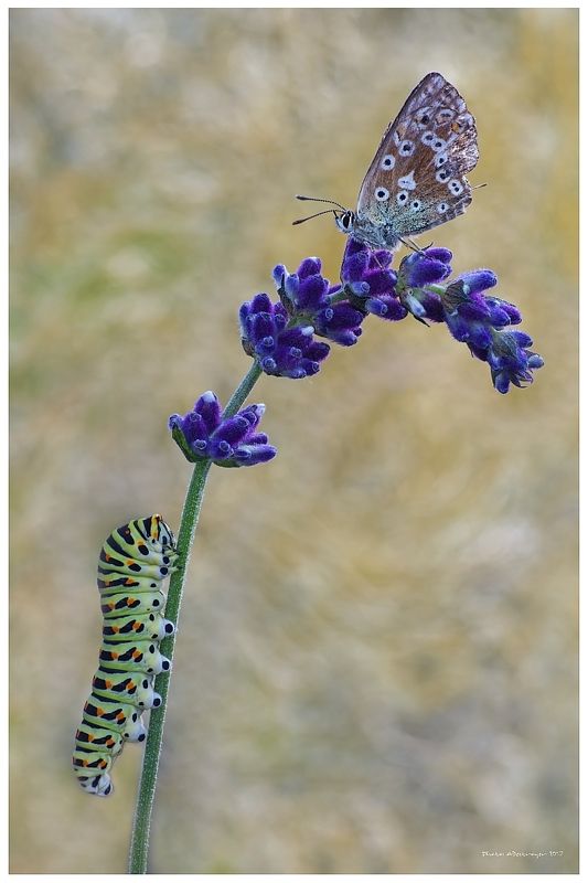 macro nature butterfly Doubt (Duo Part II) фото превью