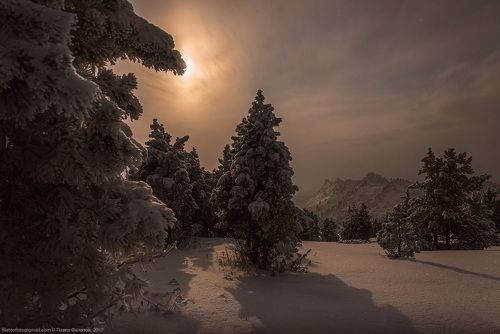 Фонарь луны на лапе кедра.