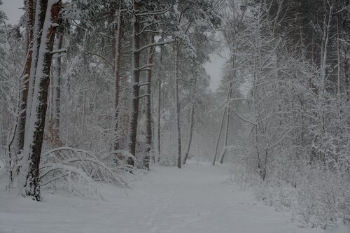 Замечает всё кругом: сосны, дол и бурелом