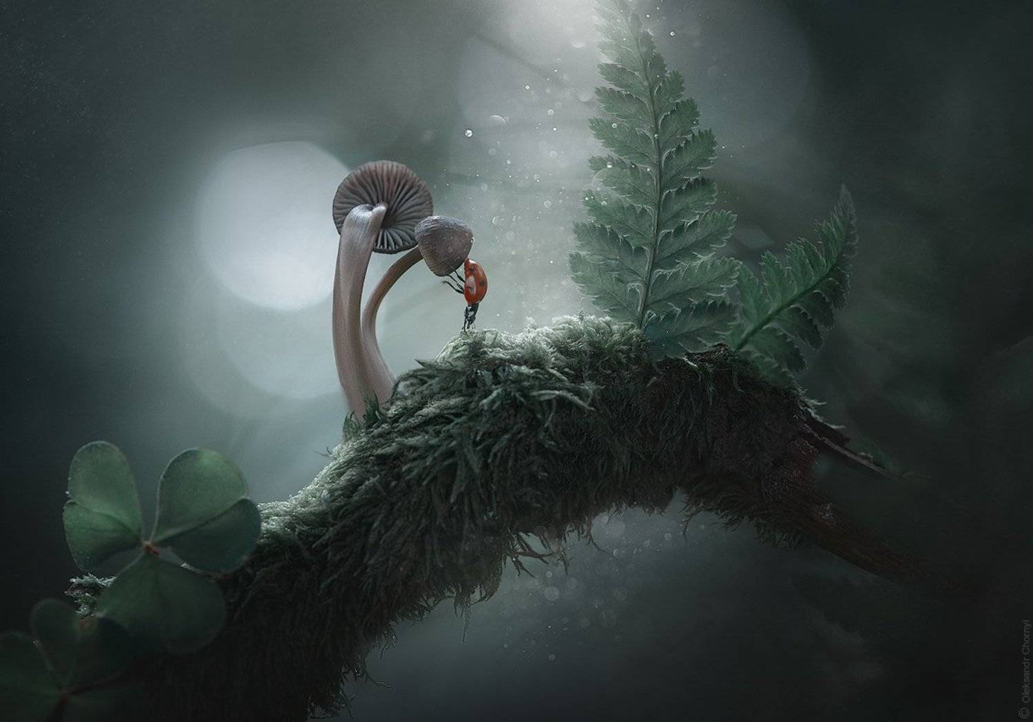 украина, коростышев, природа, лес, таинственные миры, красивая природа, гармония, загадочный, волшебство, enigmatic, божья коровка, папоротник, грибы, лес, макро, макро истории, макро мир, макро красота, сказка, цвета, зеленый,  умиротворение,, Александр Чорный