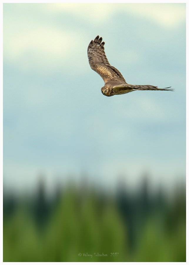 , Валерий Субачев