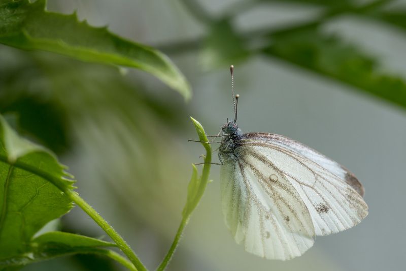 Полуденный отдых фото превью