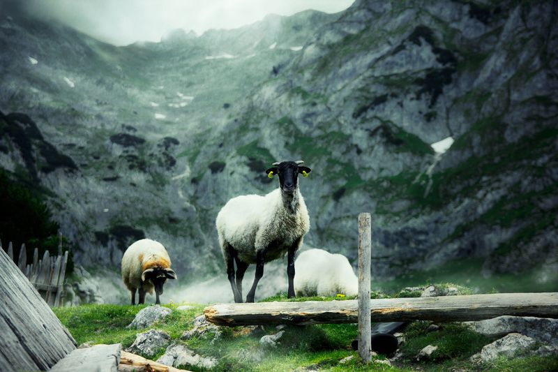montenegro, durmitor, alpine, mountain, nature, domestic, grazing, sheep, wool, animal, high, clouds, summer pasture, черногория, дурмитор, альпийская, гора, природа, внутренние, выпас скот, овцы, шерсть, животное, высокие, облако, летние пастбища, Durmitor style фото превью