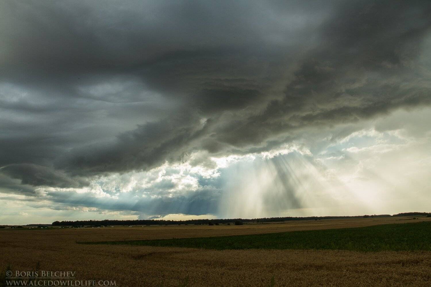 , Борис Белчев