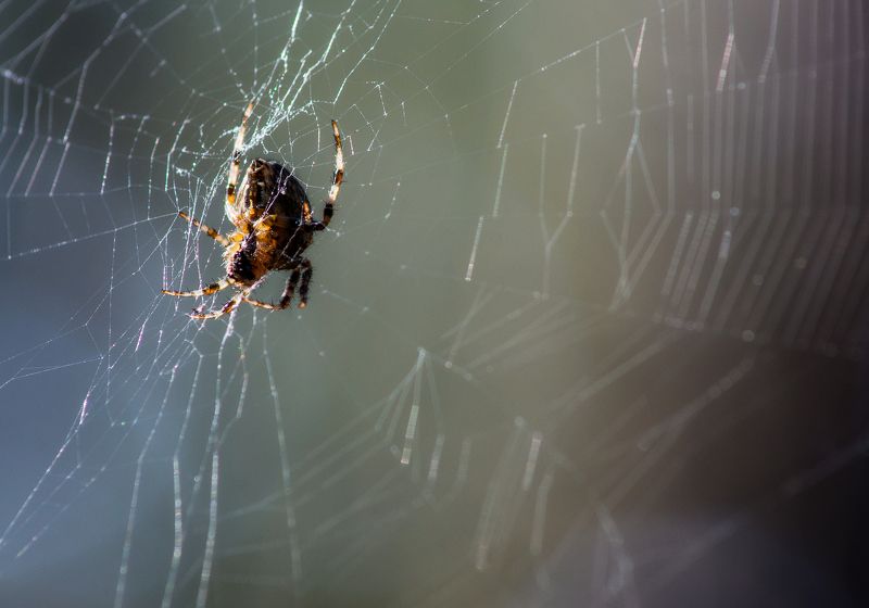 Охотник на мух фото превью