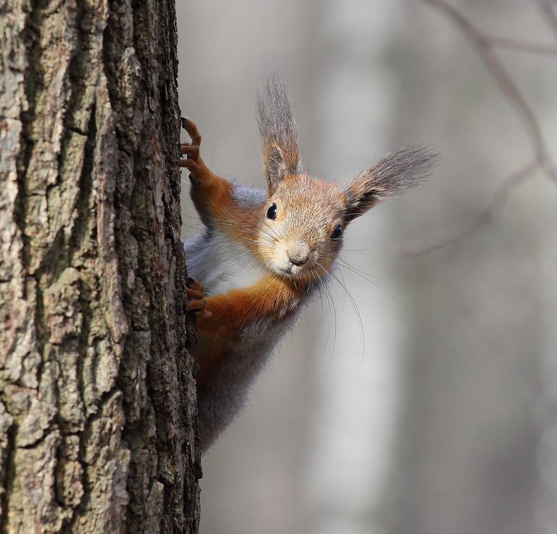 Пушистик фото превью