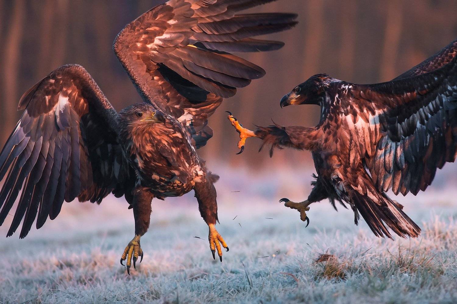 , Łukasz Sok&oacute;ł