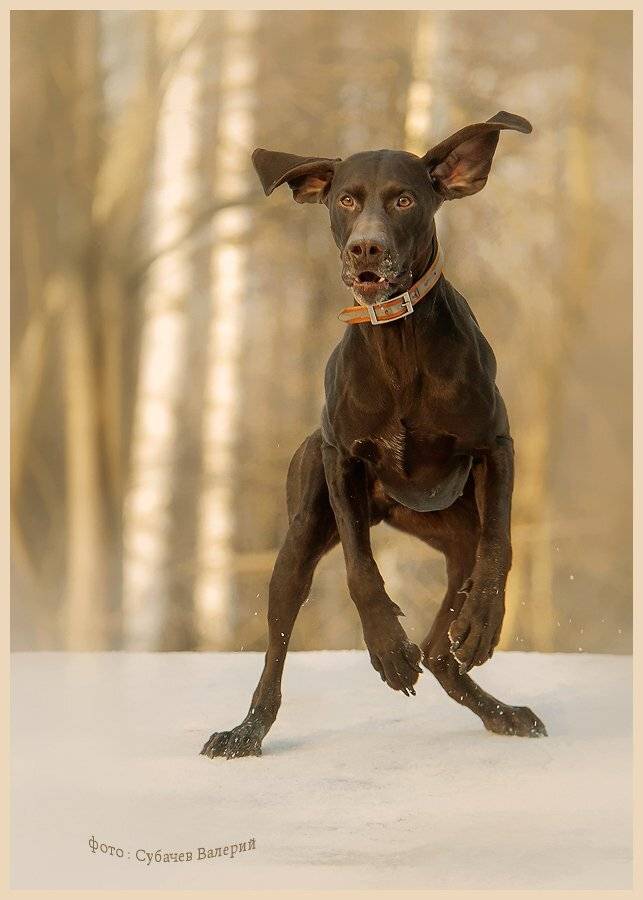 , Валерий Субачев