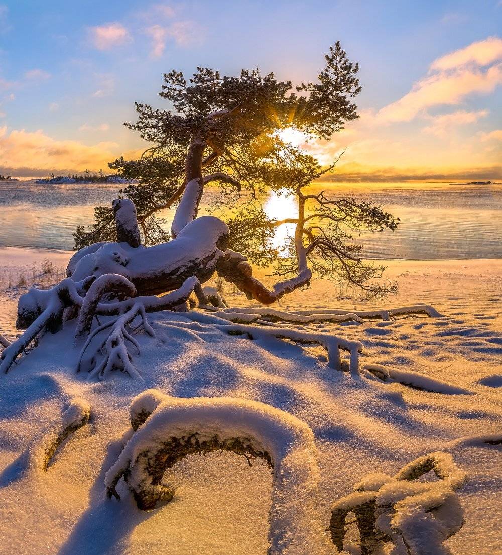 ладожское озеро, карелия, остров, зима, снег, рассвет, иней, мороз, сосна, солнце, шхеры, корни, дерево, пляж., Лашков Фёдор