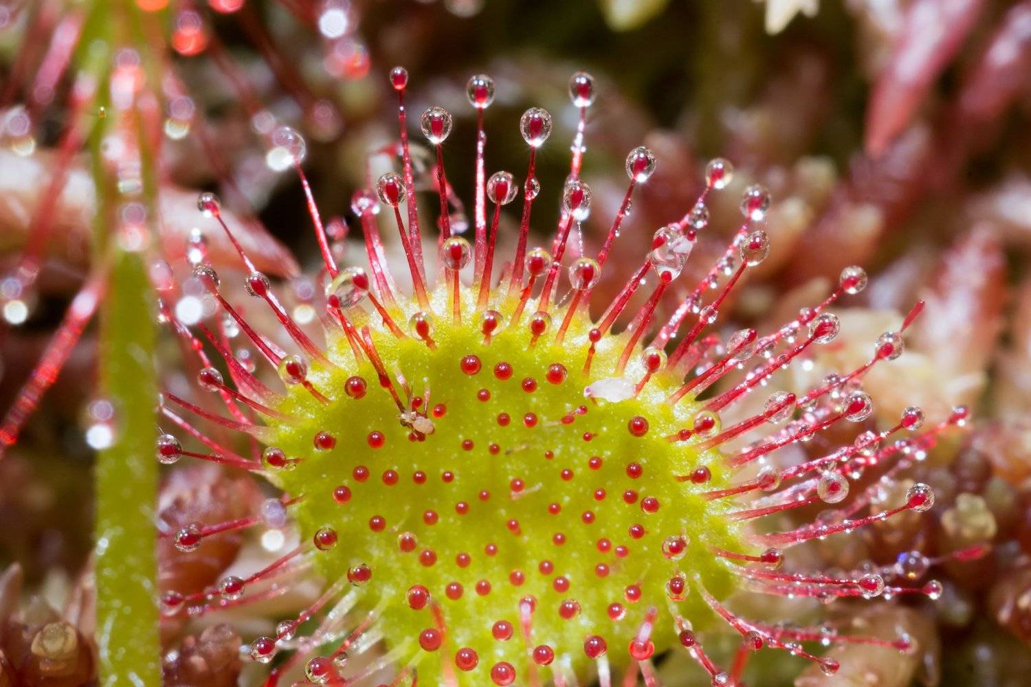 росянка,роса,растение,утро,зелёный,красный,хищник,хищное растение,, Дулов Валерий