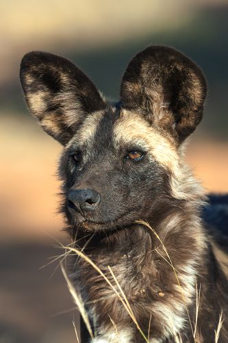 Дикая собака