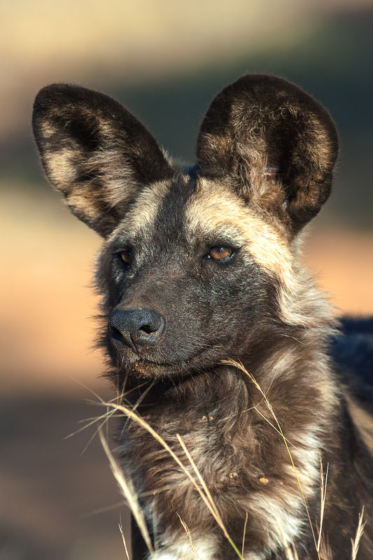 намибия  дикая собака Дикая собака фото превью