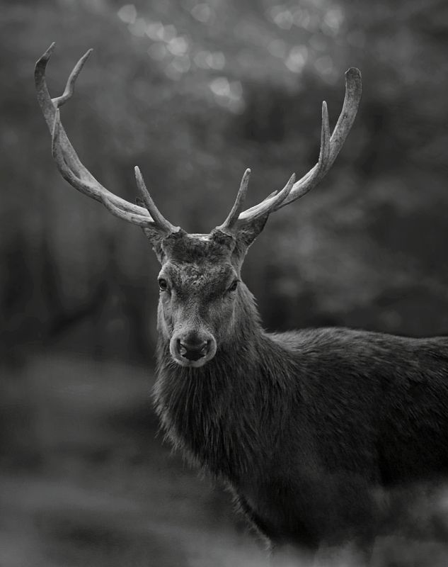 #hosseinmehrzad #myfeatureshoot #friendsinperson #حسین_مهرزاد #theweekoninstagram #everybodystreet #everydayeverywhere #persianlikes #hartcollective #reportagespotlight #uspiran #lensculturetalent #heatercentral #phroommagazine #friendsinperson #streetpho Rally фото превью