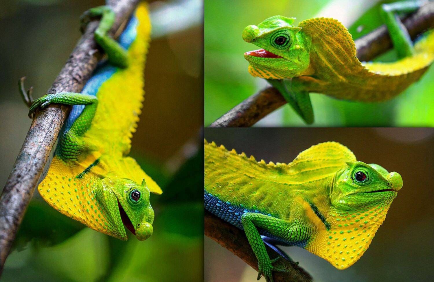 шри ланка, лес, синхараджа, ящерица, Сергей Найбич