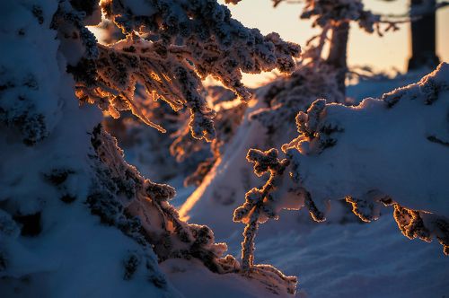 В лесу родилась ёлочка...)