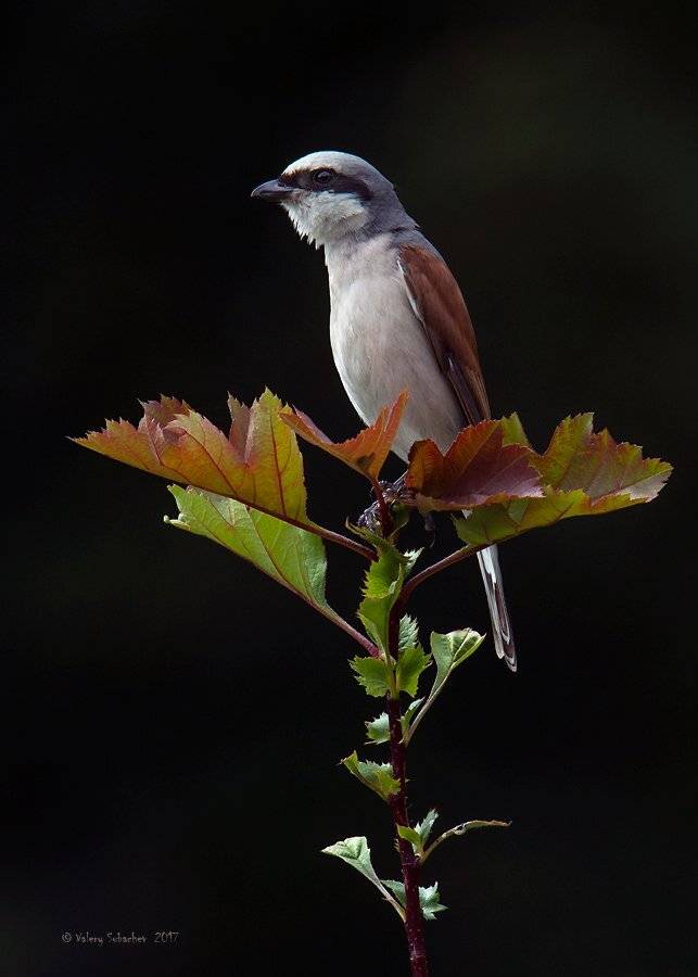 , Валерий Субачев